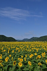 佐用町のひまわり畑