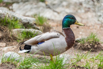 Wild duck on land in the Tatra Mountains. Narrow depth of field.