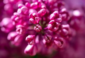 Beautiful lilac flowers in nature.