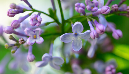 Fototapeta na wymiar Beautiful lilac flowers in nature.