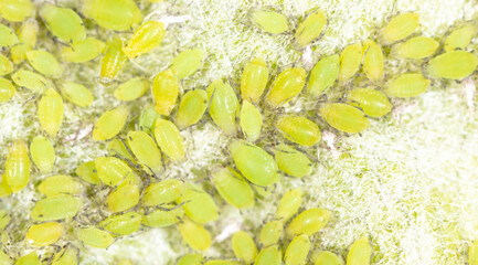 Small green aphids on a tree leaf.