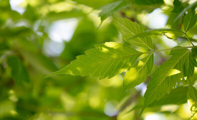 Green leaves on the tree.