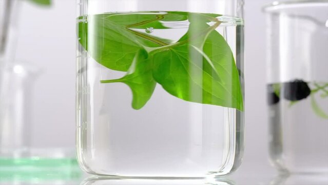 Rotating green leaf in beaker filled with fluid , research nature for healthy , science content
