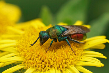 Closeup on a green metallic jewel cuckoo wasp, Hedychrium rutilans sitting on a yellow fleabane...