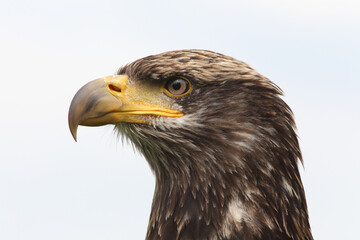 Obraz premium A portrait of a juvenile Bald Eagle against a bright sky 