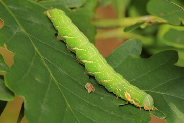 The moth - the great prominent (Peridea anceps) larvae (caterpillar) feeding on an oak leaf 