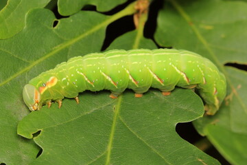 The moth - the great prominent (Peridea anceps) larvae (caterpillar) feeding on an oak leaf 