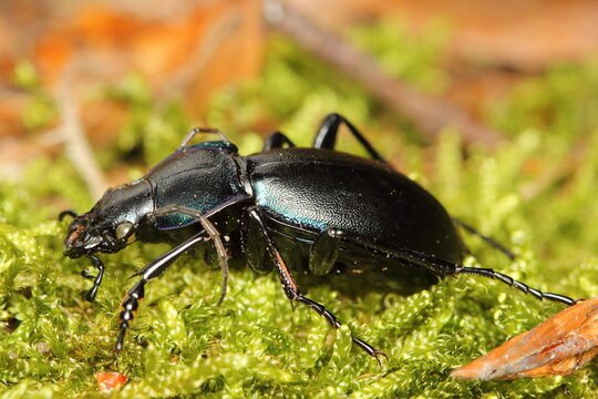 the violet ground beetle, rain beetle (Carabus violaceus) on the moss in the forest