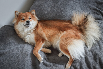 Japanese fluffy dog ​​shiba inu sleeps on the bed.  Cute red dog sleeping very funny