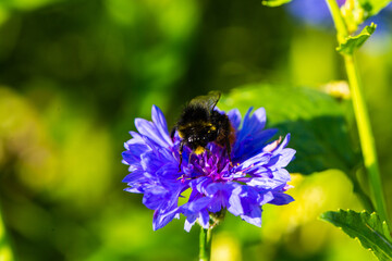 bee on cornflower, summertime, beauty in nature