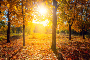 Sunny autumn scenery in a park, with the sun rays of light through the mist and golden trees