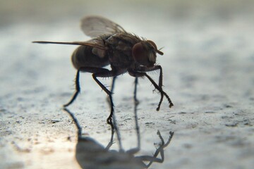 Fliege