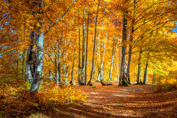 Naklejka na ściany i meble Autumn landscape - Warm Sunny day in Autumnal forest, yellow orange trees