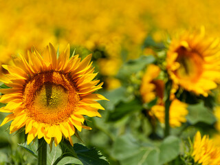 große Sonnenblumen 