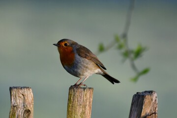Robin on a fence