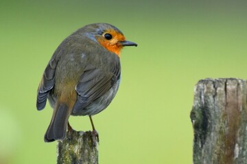 Robin on a fence