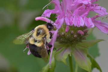 A bee on a blossom of the beebalm flower.  A bee is pollinating our garden in Windsor in Upstate NY.