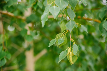 Fresh green spring background with birch catkins and young juicy green leaves on branches. Betula pendula. Close-up.