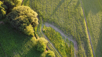 Vista aérea de drone sobre campos agrícolas 