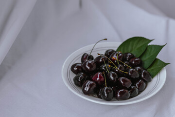 Fresh ripe dark black huge sweet cherries with leaves and water drops on white plate, light cloth background. Rustic organic fruits to eat.  Bio and eco berries for jam, juice, smoothie, desserts