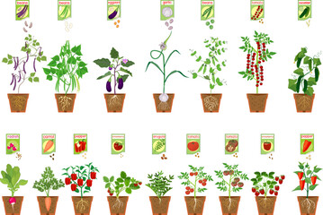 Set of of different vegetable plants with fruits in flower pots and open sachet with seeds isolated on white background