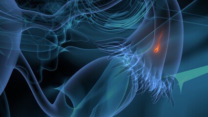 3d illustration of femail reproductive system anatomy