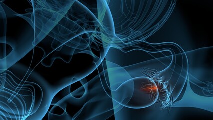 3d illustration of femail reproductive system anatomy