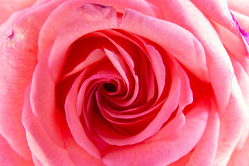 Fototapeta na wymiar Pink rose flower - Top View. Close-up picture on petals of a single pink flowers.