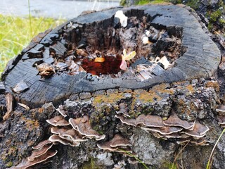 Old tree stump. Rotten on the inside. A lake formed inside after the rain
