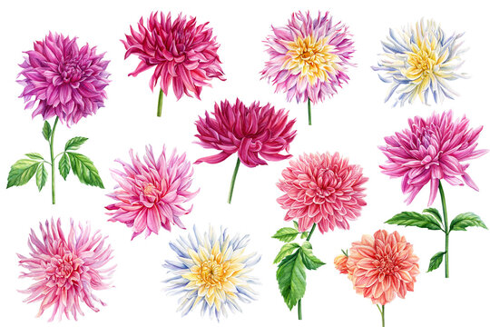 Set dahlias on a white isolated background. Botanical flowers.