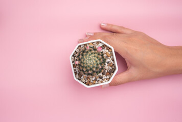 Top view hand hold plant mammillaria schiedeana cactus in white plastic pot on pink background