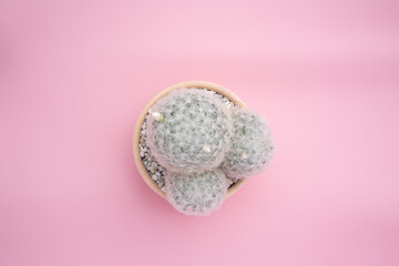 To view cactus plants Mammillaria plumosa in ceramic pot tube shape against isolated background