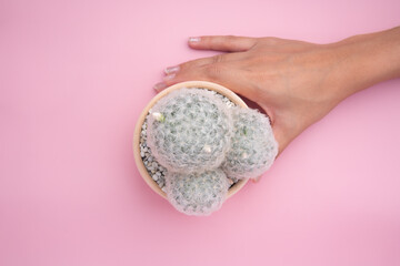 Top view hand hold cactus plants Mammillaria plumosa in ceramic pot tube shape against isolated background