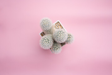 Top view cactus plants Mammillaria plumosa in ceramic pot tube shape against pink background