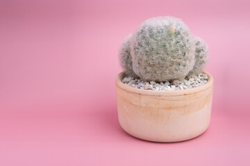 Mammillaria plumosa cactus on pink background