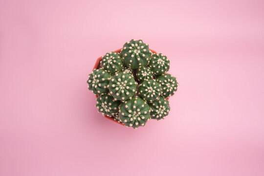 Top view plant echinopsis subdenudata cactus in red plastic ceramic pot on pink background