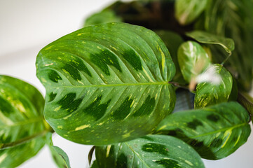 maranta kerchoveana variegata house plant