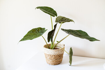 Alocasia Wentii in a pot, houseplant