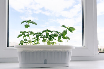 Fresh green basil growing in white pot on windowsill against blue sky background. Germinating organic seeds at home, buying greens for healthy diet. Gardening hobby. Soft selective focus. Copy space