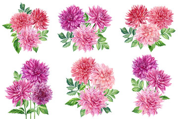 Watercolor pink dahlias. Set of botanical drawings on a white isolated background. Beautiful flowers.