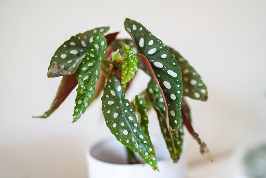 Begonia maculata in a pot