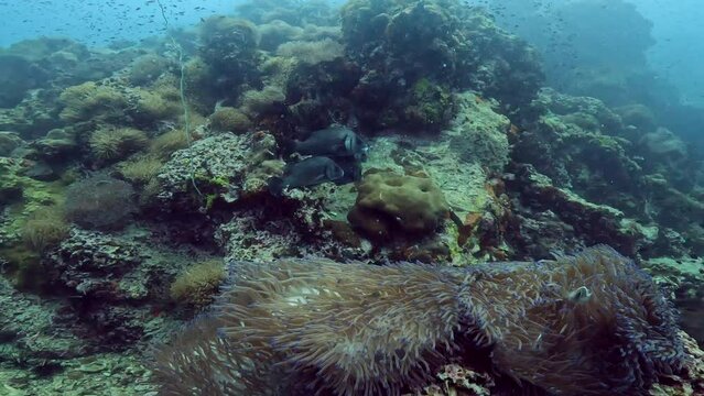 Under water scuba diving film - 3 grey tropical fish hovering over corals -Sail Rock island in the Gulf of Siam in Thailand