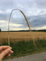 wheat field in hand