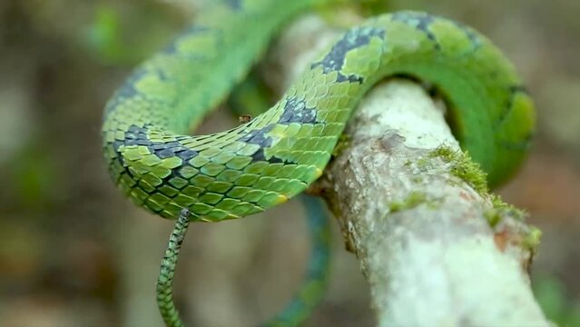 Sri Lankan green pit viper Craspedocephalus trigonocephalus Ceylon pit viper green snake endemic pet snake