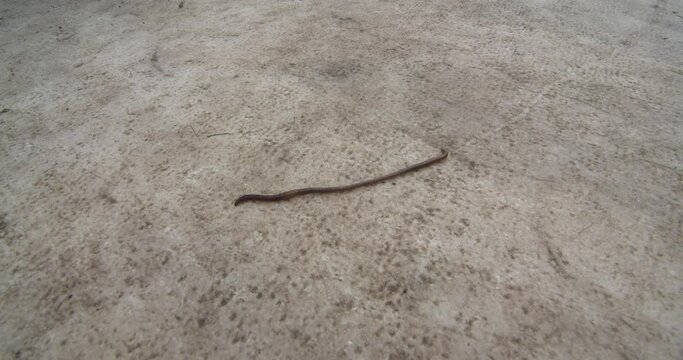 Worm crawling on the ground. No people.