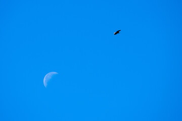 Blauer Morgenhimmel mit Seeadler und Mond