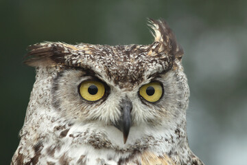 Portrait of a Spotted Eagle Owl
