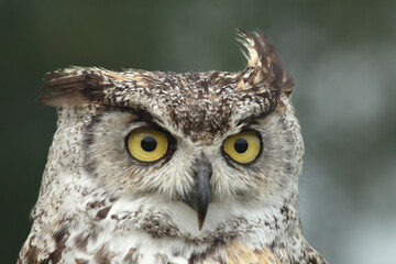 Portrait of a Spotted Eagle Owl
