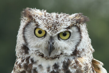Portrait of a Spotted Eagle Owl
