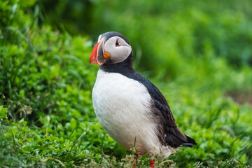 Lovely Atlantic Puffin bird or Fratercula Arctica standing on the grass by the cliff on summer in Iceland